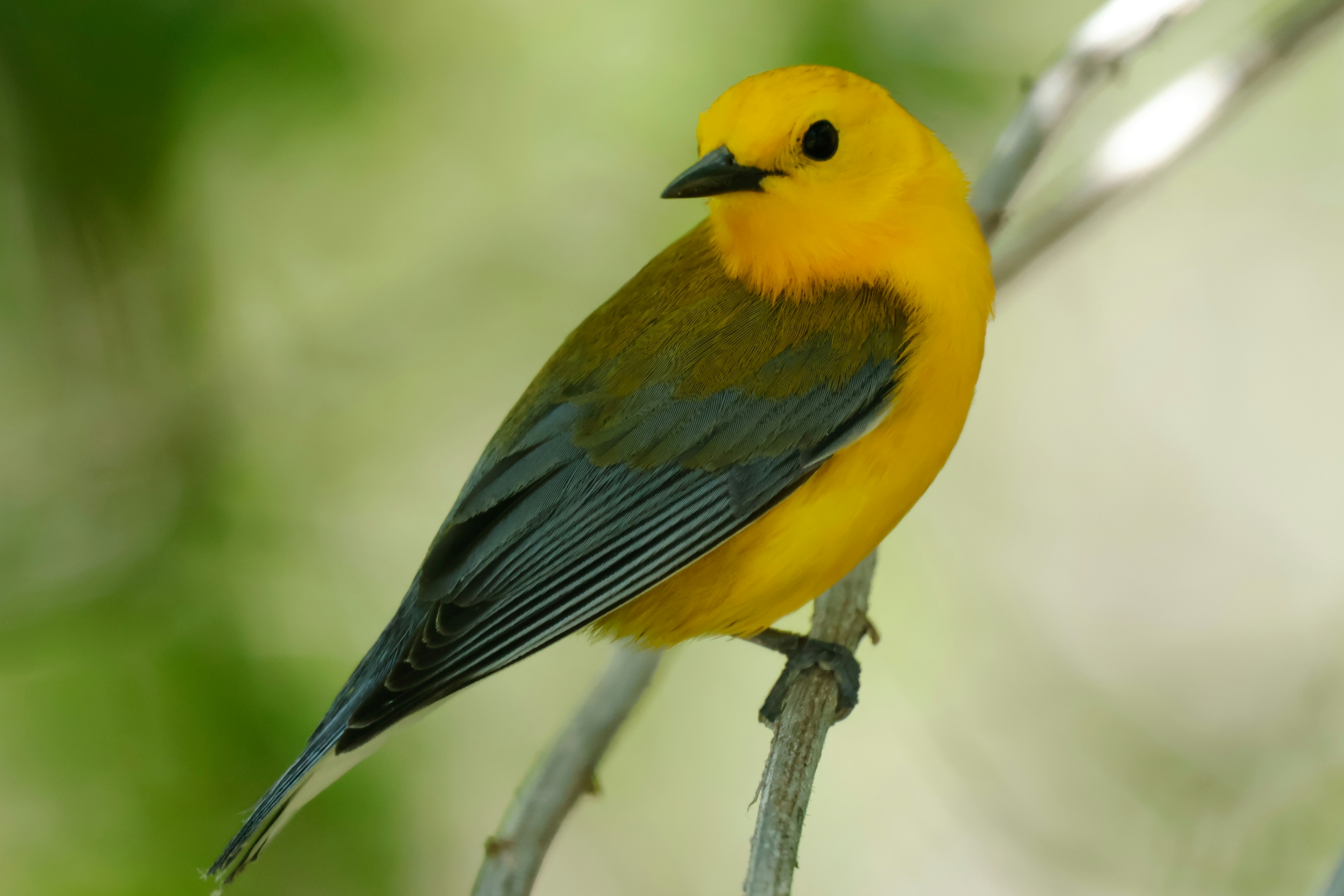 A bright yellow bird perches on a twig. The background is green and very blurred. 