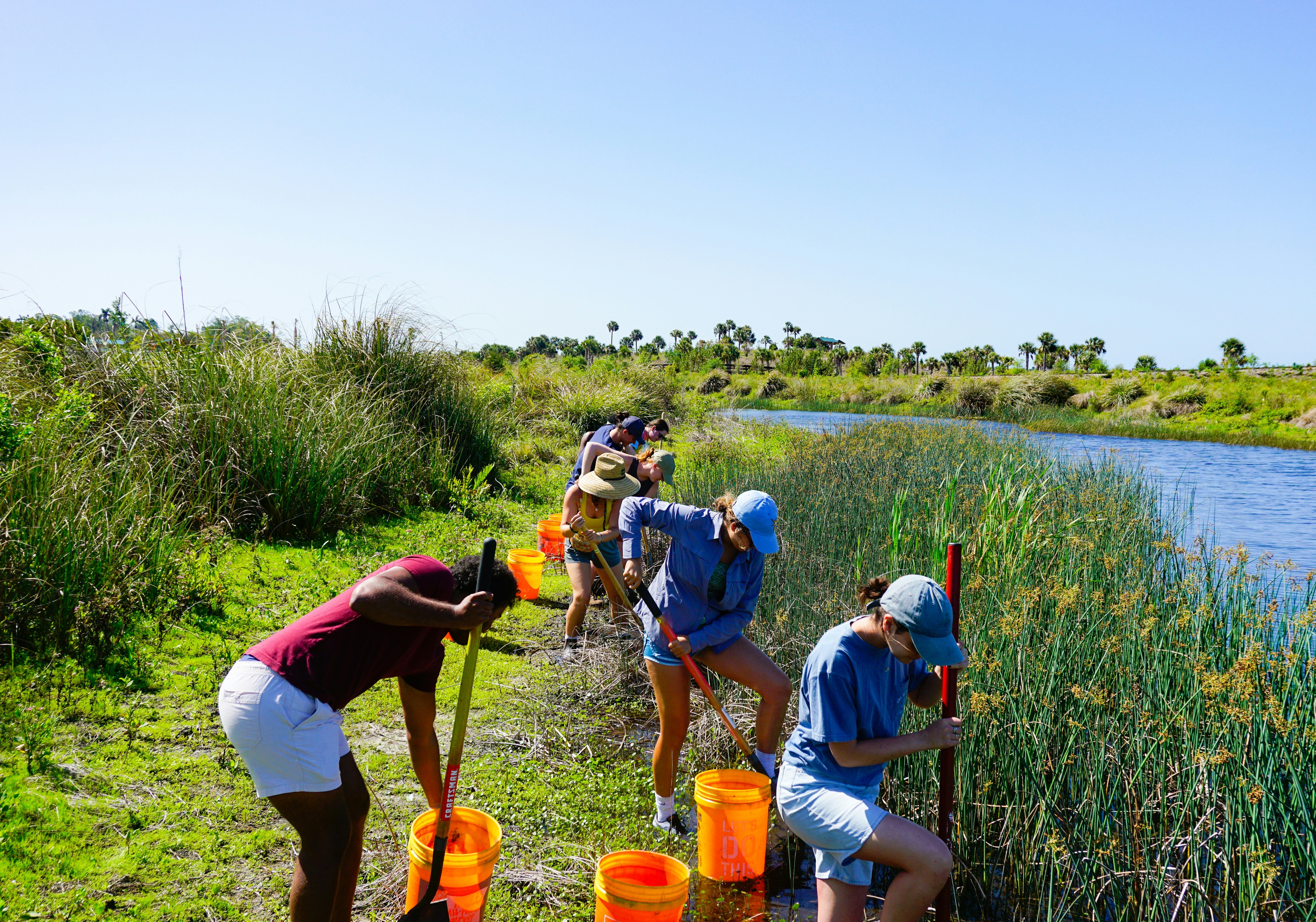 Several people work with shovels and orange buckets in a bright green estuary.