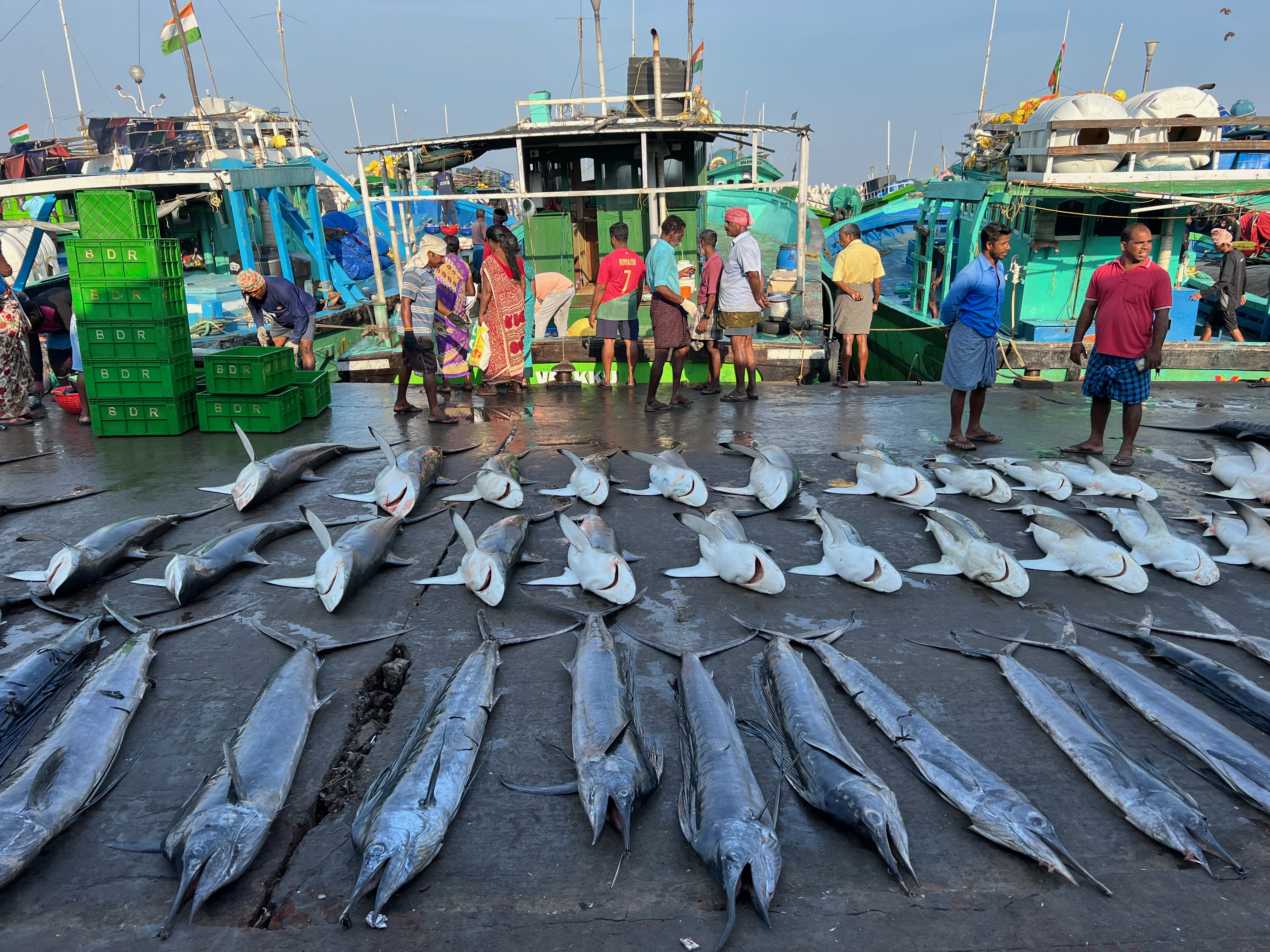 Fishers stand behind rows of shark and other fish on a dock in India.