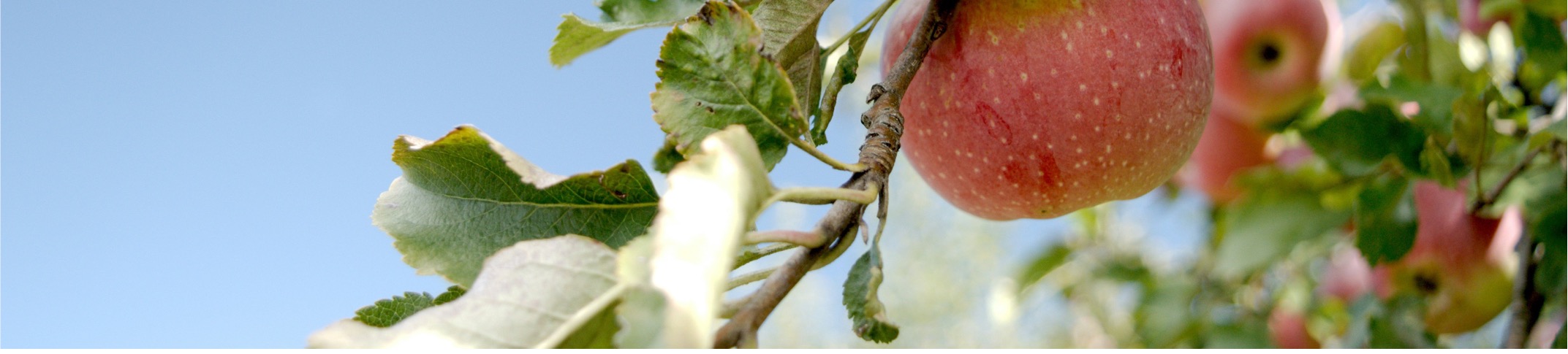 apple grove