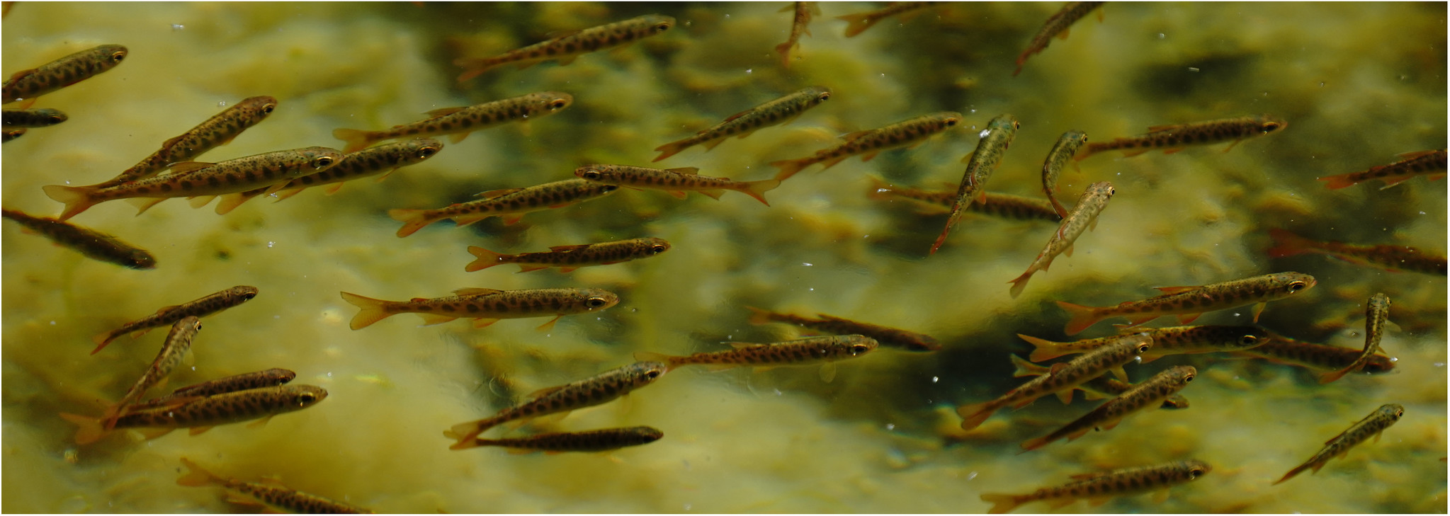 Chinook salmon fry swimming 