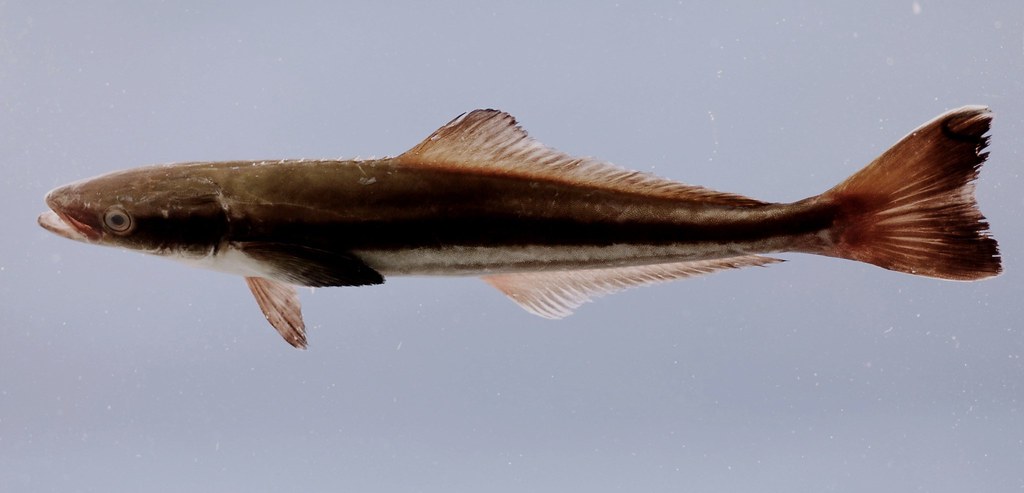 Cobia (Rachycentron canadum)