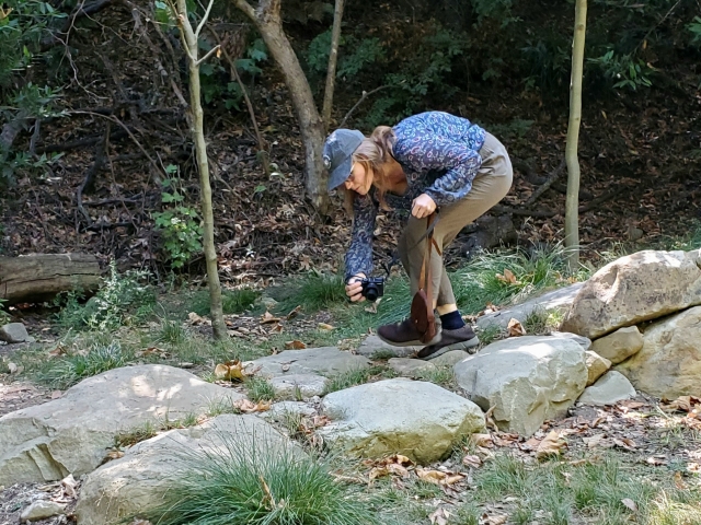 A woman walking on large stones bends down to take a picture of bunchgrass