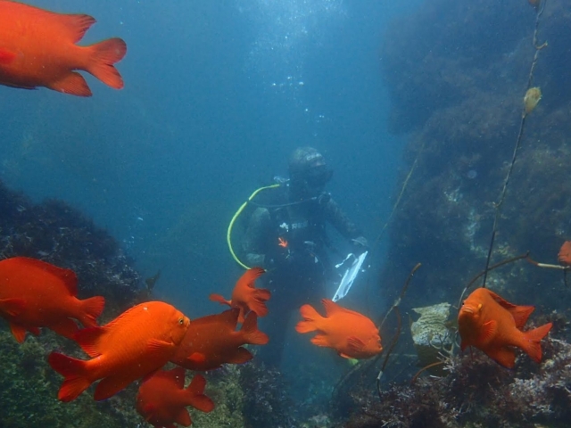 Garibaldi fish swimming in kelp forest