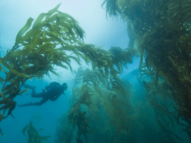 UCSB Scuba diver