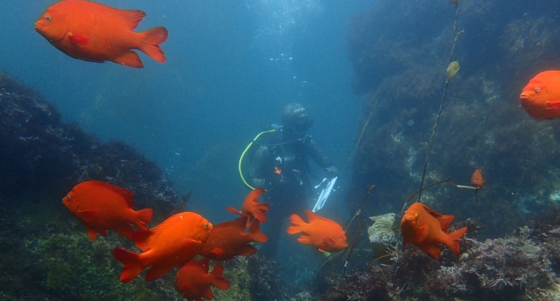 Garibaldi fish swimming in kelp forest