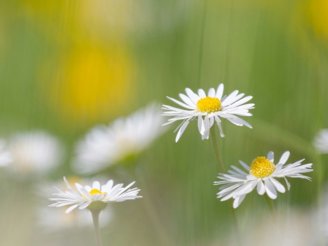 Daisies